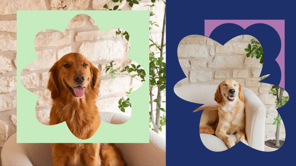 two therapy dogs moonchild counseling therapy counseling dogs tampa bay florida downtown st. petersburg