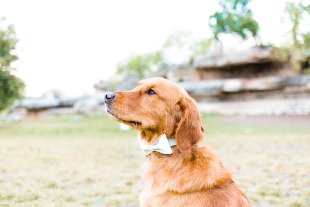 dog in field moonchild counseling therapy counseling dogs tampa bay florida st. petersburg