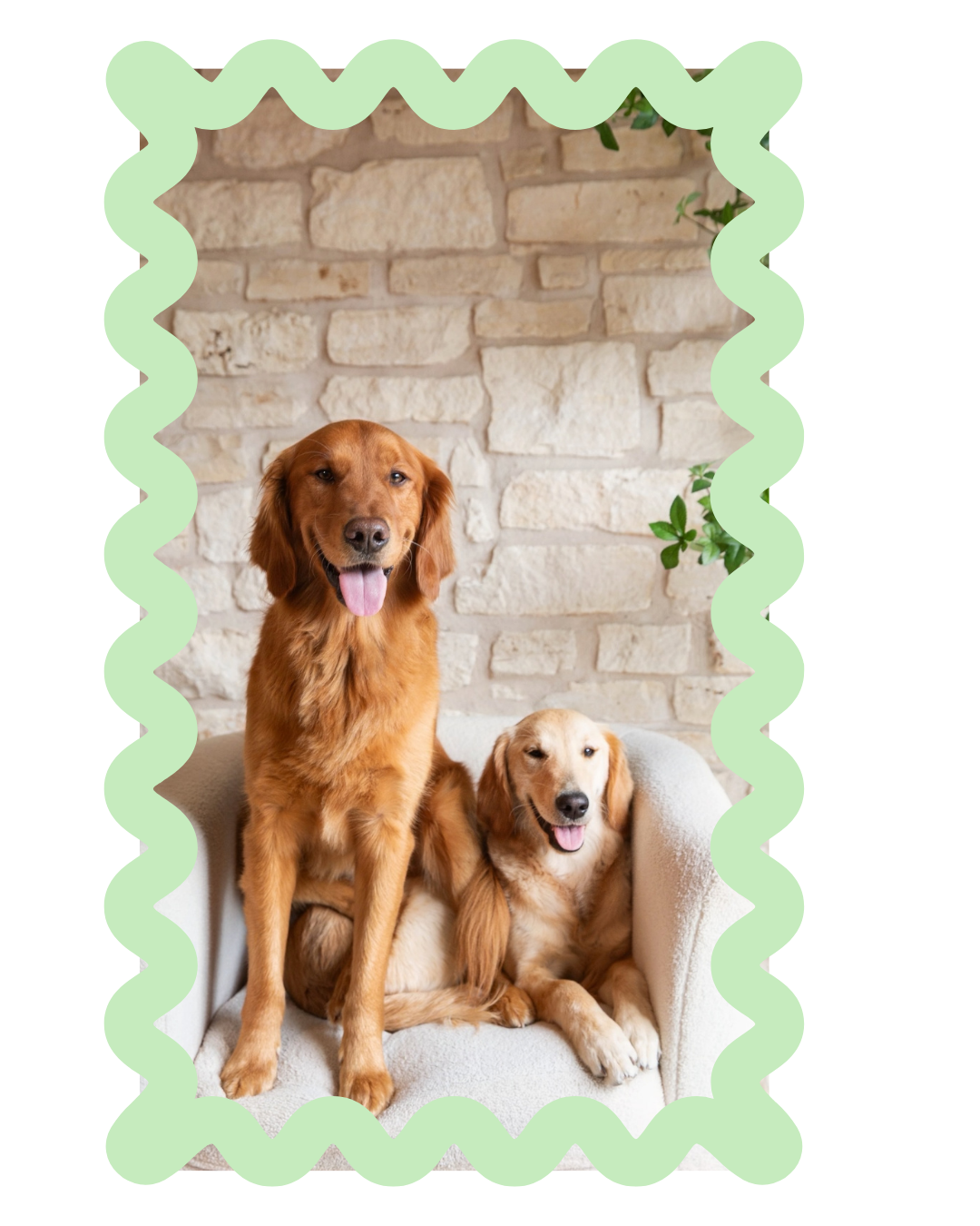 therapy dogs on couch moonchild counseling therapy counseling tampa bay florida