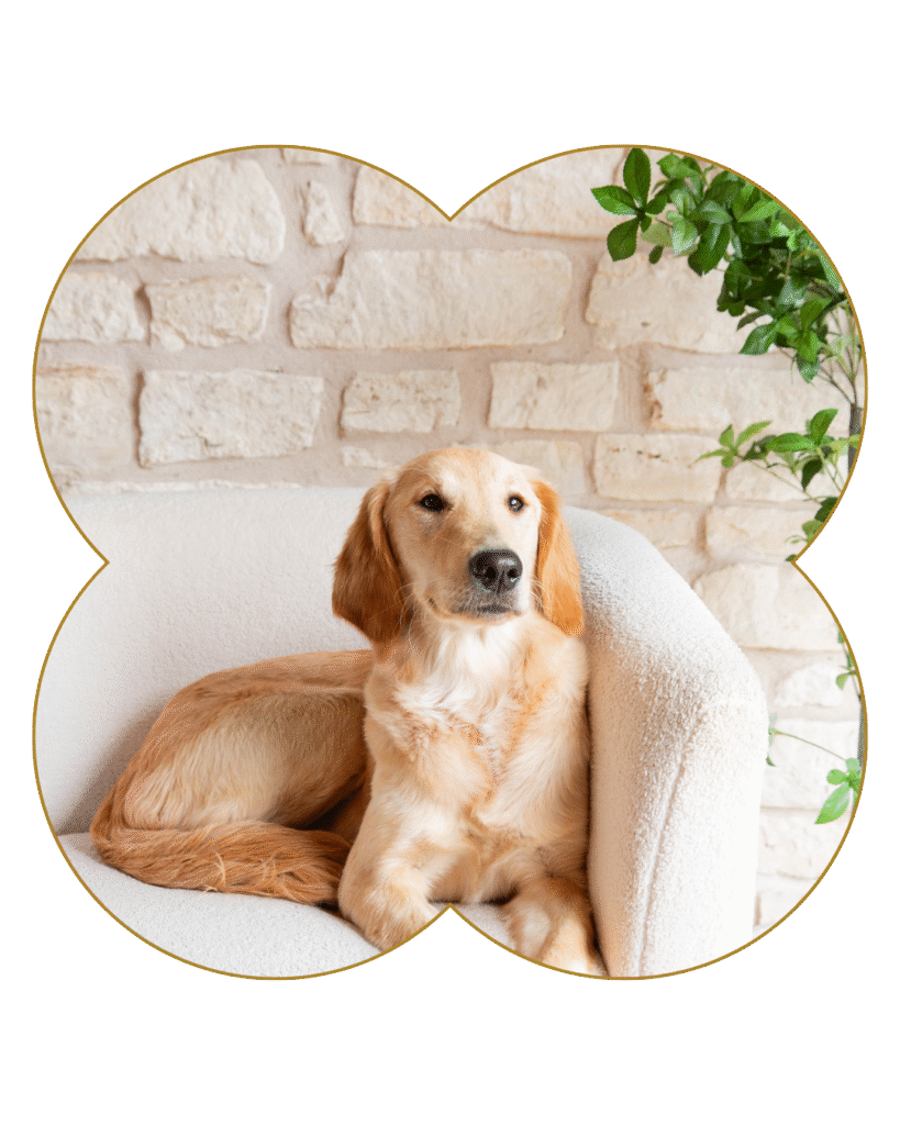 therapy dog on couch moonchild counseling tampa bay florida