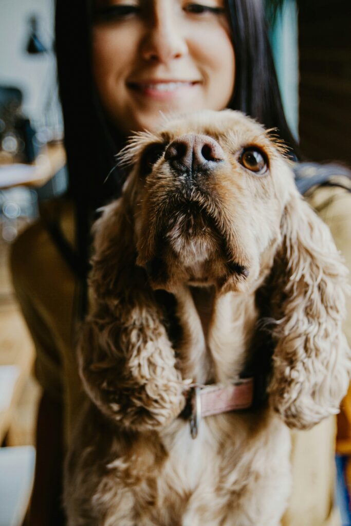 close up of dog florida tampa bay counseling st petersburg plantation fort lauderdale