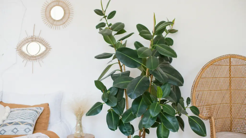 plant somatic practices anxiety trauma experiencing therapy counseling tampa bay florida texas fairfield connecticut